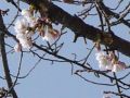 [写真]高志台の桜1