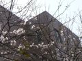 [写真]高志台の桜2