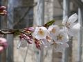 長岡高専キャンパスの桜が開花しはじめました。