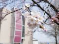 長岡高専の桜が開花しました。