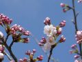 桜の開花がはじまりました。
